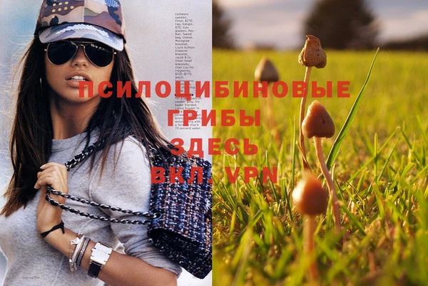 прущие грибы Арсеньев