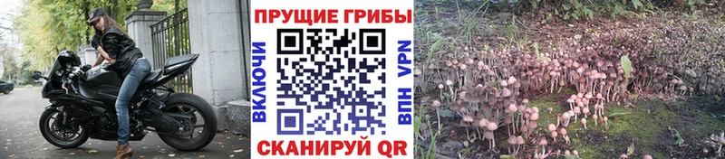 Купить закладки  Лагань  Галлюциногенные грибы Psilocybine cubensis 